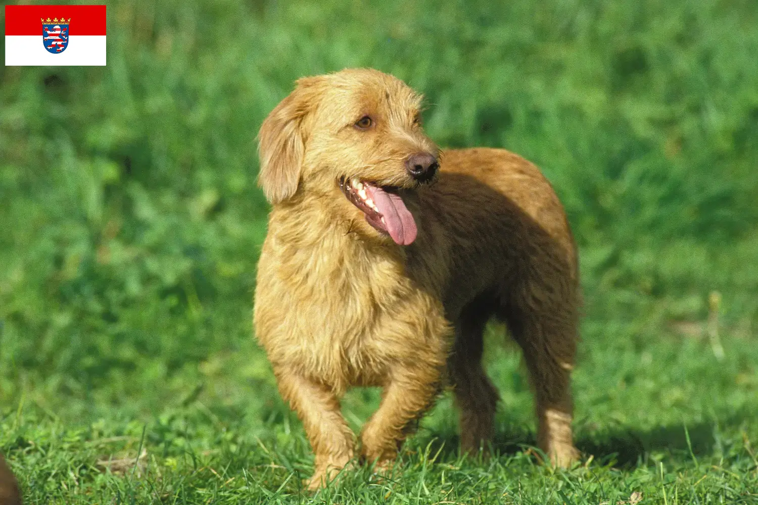 Read more about the article Basset fauve de Bretagne opdrættere og hvalpe i Hessen