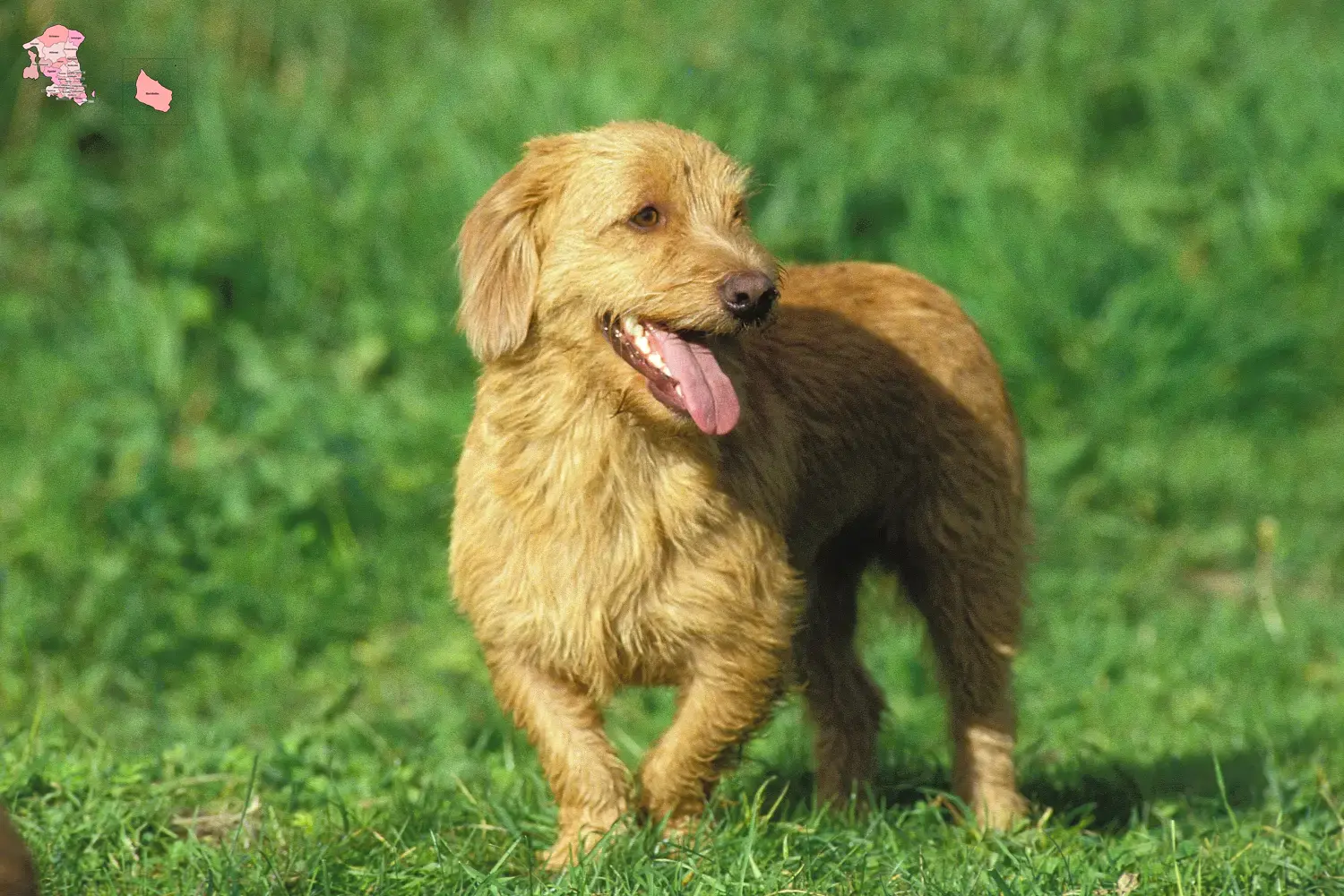 Read more about the article Basset fauve de Bretagne opdrættere og hvalpe i Hovedstaden