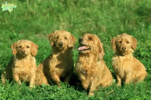 Read more about the article Basset fauve de Bretagne opdrættere og hvalpe i Midtjylland