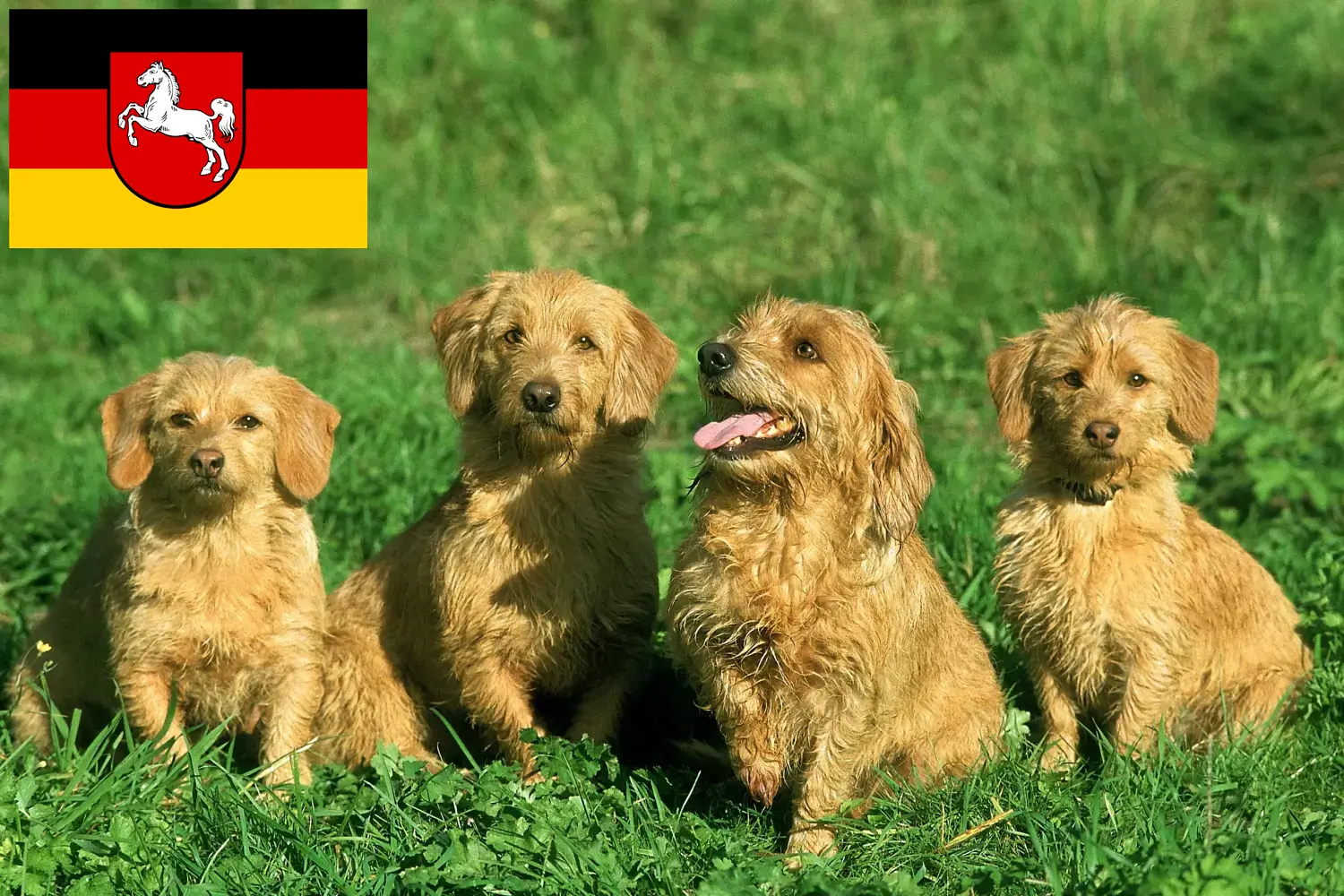 Read more about the article Basset fauve de Bretagne opdrættere og hvalpe i Niedersachsen