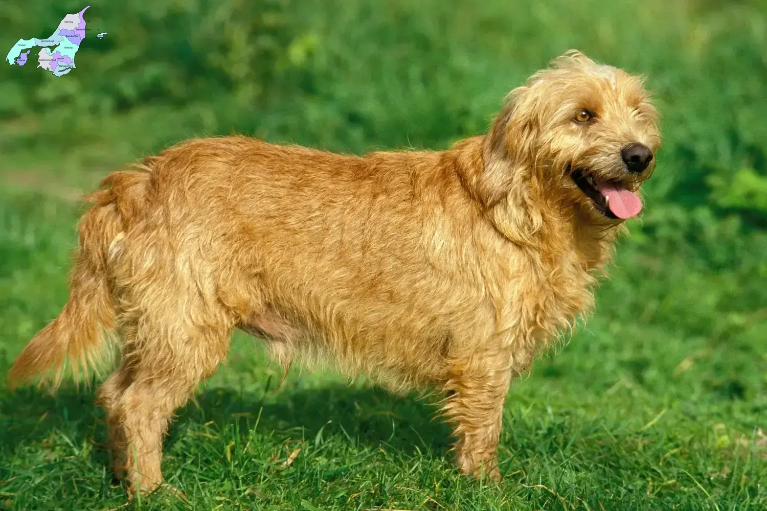 Read more about the article Basset fauve de Bretagne opdrættere og hvalpe i Nordjylland