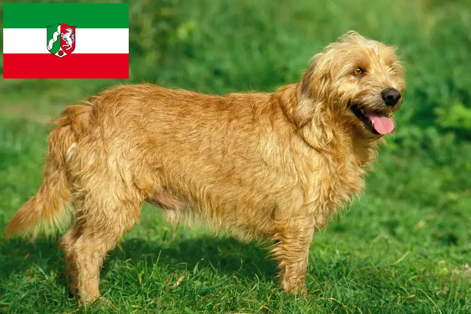 Read more about the article Basset fauve de Bretagne opdrættere og hvalpe i Nordrhein-Westfalen