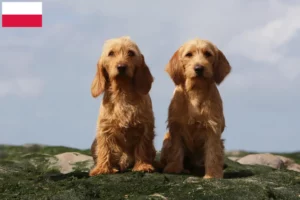 Read more about the article Basset fauve de Bretagne opdrættere og hvalpe i Polen