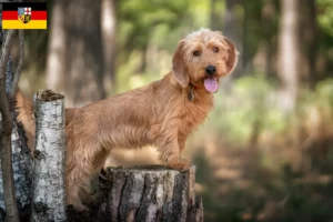 Read more about the article Basset fauve de Bretagne opdrættere og hvalpe i Saarland