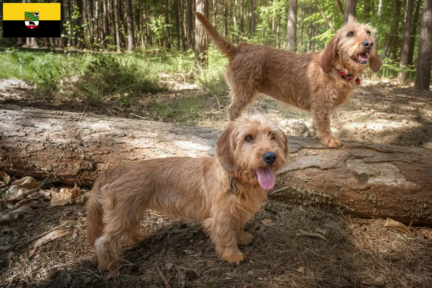 Read more about the article Basset fauve de Bretagne opdrættere og hvalpe i Sachsen-Anhalt