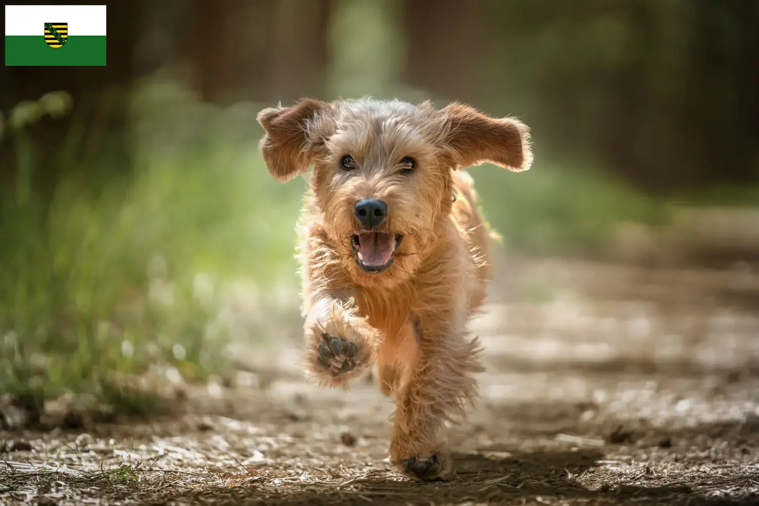 Read more about the article Basset fauve de Bretagne opdrættere og hvalpe i Sachsen