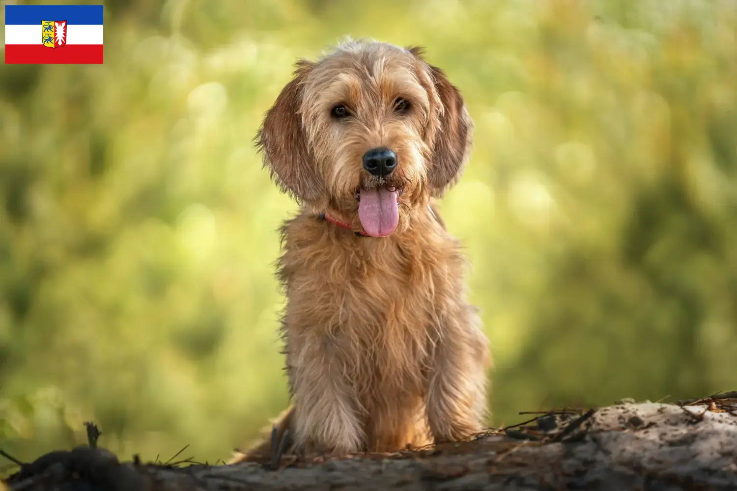 Read more about the article Basset fauve de Bretagne opdrættere og hvalpe i Slesvig-Holsten