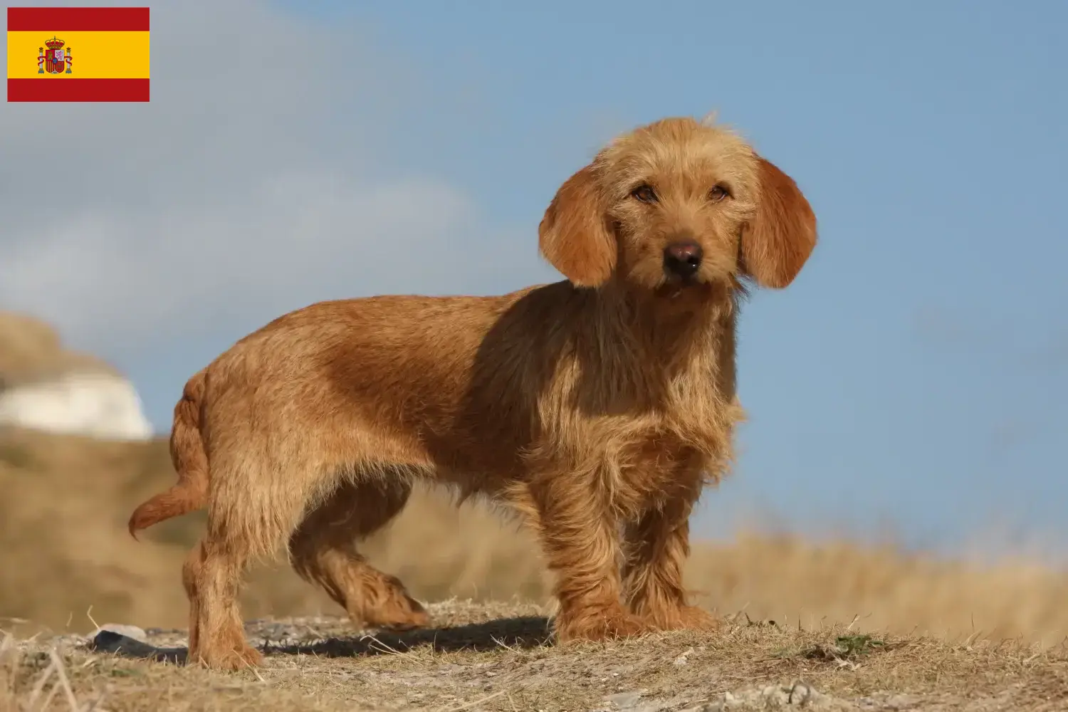 Read more about the article Basset fauve de Bretagne opdrættere og hvalpe i Spanien