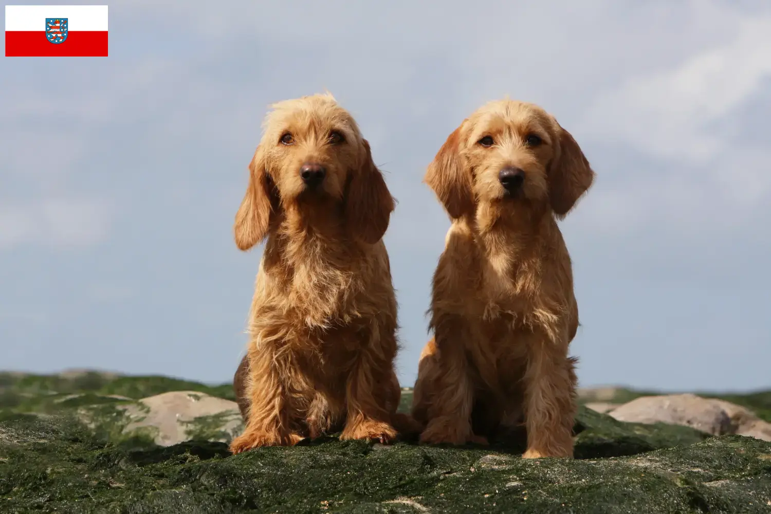 Read more about the article Basset fauve de Bretagne opdrættere og hvalpe i Thüringen