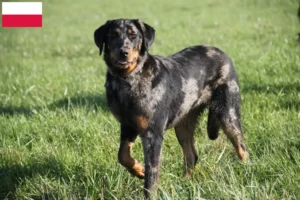 Read more about the article Beauceron-opdrættere og hvalpe i Polen