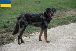 Read more about the article Beauceron-opdrættere og hvalpe i Ukraine