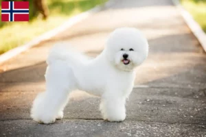 Read more about the article Bichon Frisé opdrættere og hvalpe i Norge