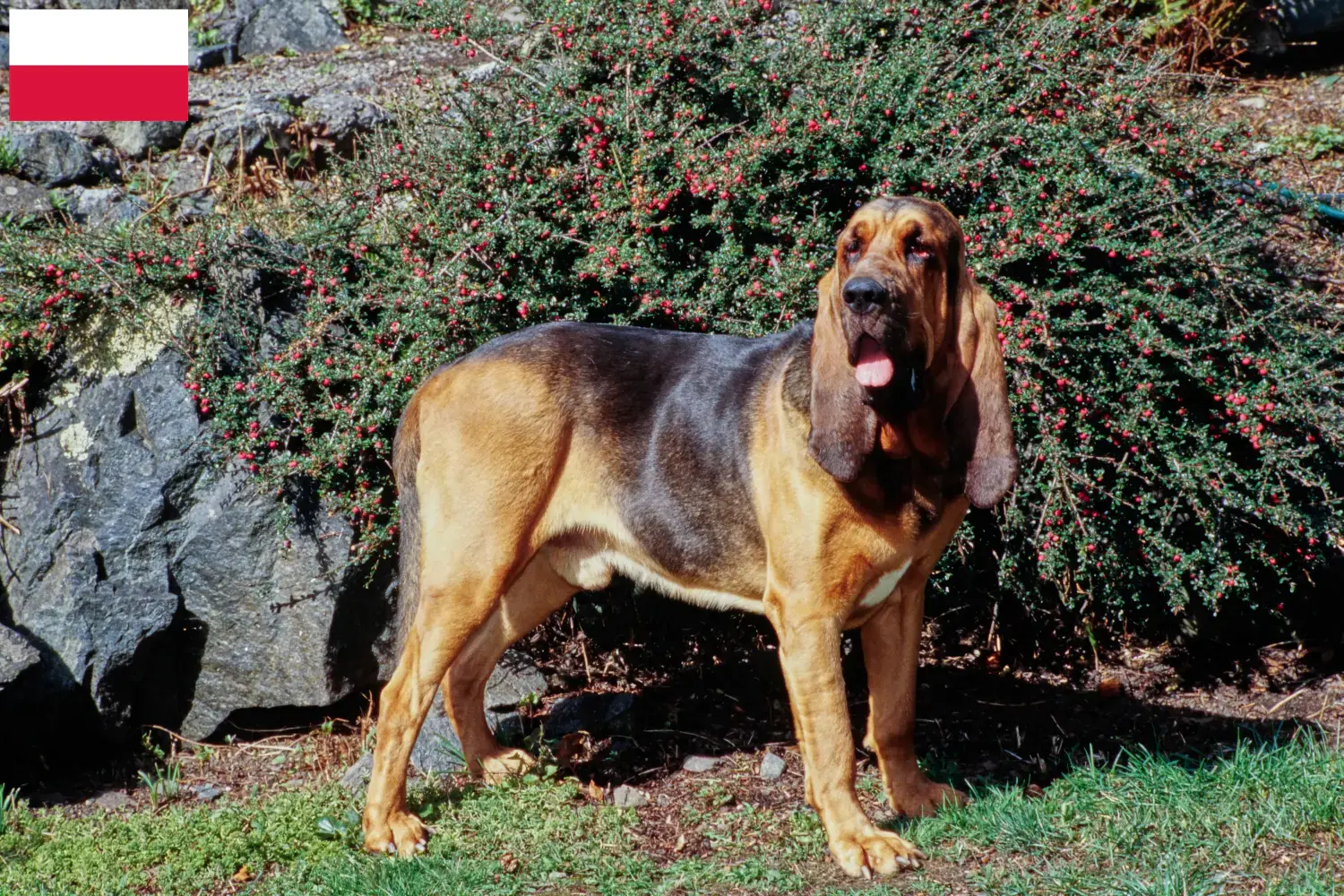 Read more about the article Blodhundeopdrættere og hvalpe i Polen