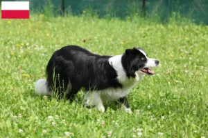 Read more about the article Border Collie opdrættere og hvalpe i Polen