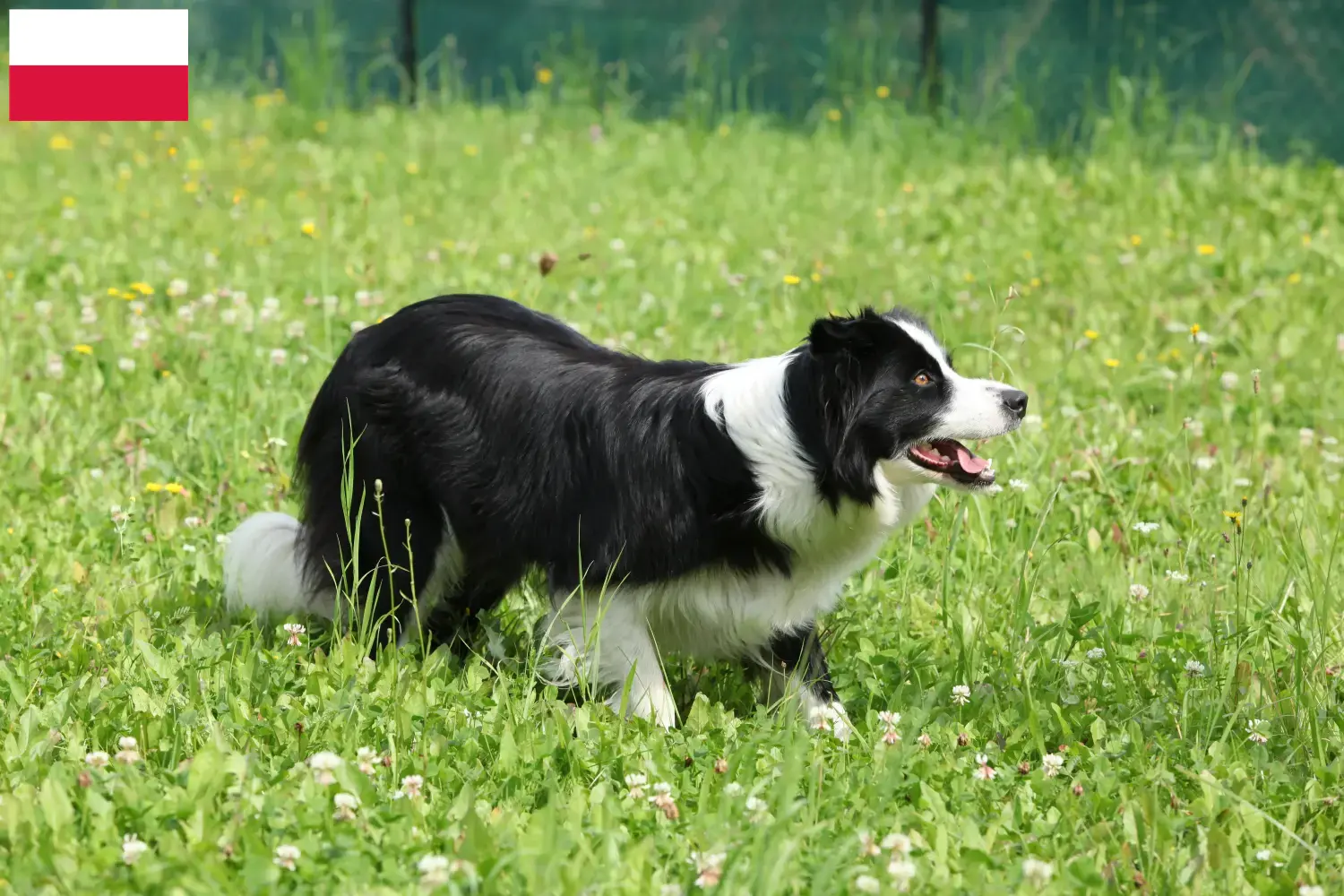 Read more about the article Border Collie opdrættere og hvalpe i Polen