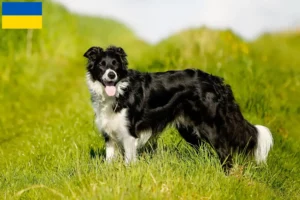 Read more about the article Border Collie opdrættere og hvalpe i Ukraine