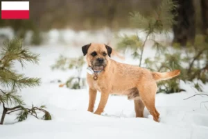 Read more about the article Border Terrier opdrættere og hvalpe i Polen