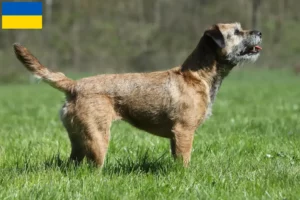 Read more about the article Border Terrier opdrættere og hvalpe i Ukraine