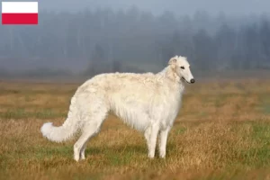 Read more about the article Borzoi-opdrættere og hvalpe i Polen