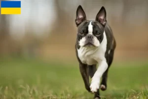 Read more about the article Boston Terrier opdrættere og hvalpe i Ukraine