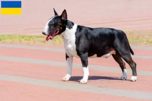 Read more about the article Bull Terrier opdrættere og hvalpe i Ukraine