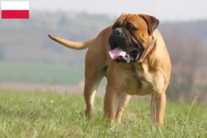 Read more about the article Bullmastiff-opdrættere og hvalpe i Polen