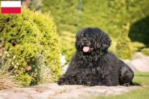 Read more about the article Cão de Agua português opdrættere og hvalpe i Polen