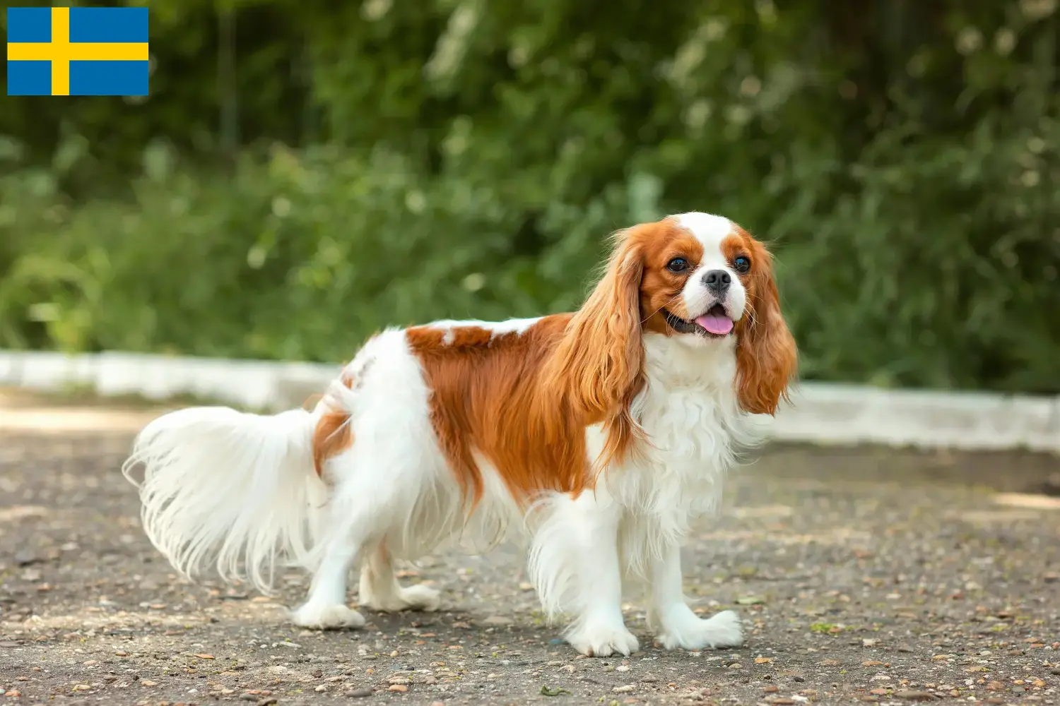 Read more about the article Cavalier King Charles Spaniel opdrættere og hvalpe i Sverige