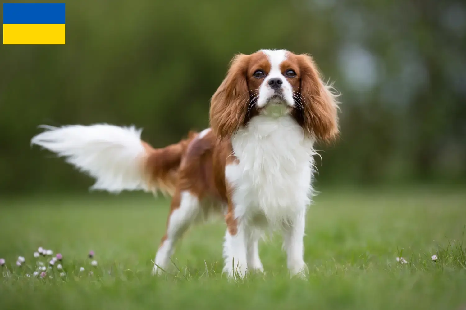 Read more about the article Cavalier King Charles Spaniel opdrættere og hvalpe i Ukraine