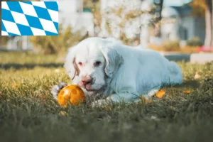 Read more about the article Clumber Spaniel opdrættere og hvalpe i Bayern