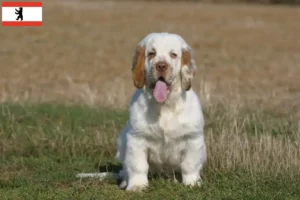 Read more about the article Clumber Spaniel opdrættere og hvalpe i Berlin