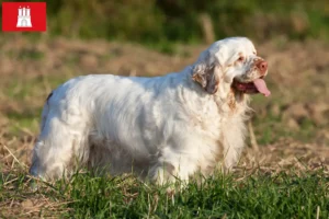 Read more about the article Clumber Spaniel opdrættere og hvalpe i Hamborg