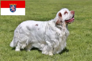 Read more about the article Clumber Spaniel opdrættere og hvalpe i Hessen