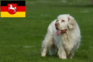 Read more about the article Clumber Spaniel opdrættere og hvalpe i Niedersachsen