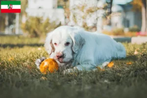 Read more about the article Clumber Spaniel opdrættere og hvalpe i Nordrhein-Westfalen