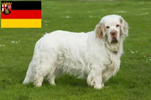 Read more about the article Clumber Spaniel opdrættere og hvalpe i Rheinland-Pfalz