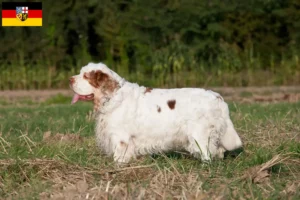 Read more about the article Clumber Spaniel opdrættere og hvalpe i Saarland