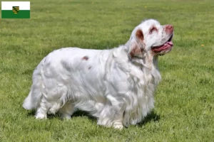 Read more about the article Clumber Spaniel opdrættere og hvalpe i Sachsen