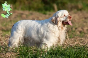 Read more about the article Clumber Spaniel opdrættere og hvalpe på Sjælland