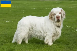 Read more about the article Clumber Spaniel opdrættere og hvalpe i Ukraine