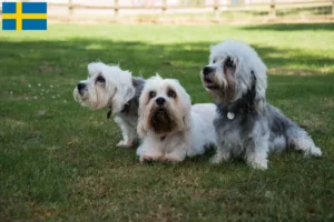 Read more about the article Dandie Dinmont Terrier opdrættere og hvalpe i Sverige