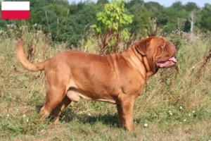 Read more about the article Dogue de Bordeaux-opdrættere og hvalpe i Polen