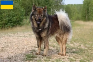 Read more about the article Eurasier-opdrættere og hvalpe i Ukraine