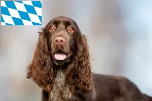 Read more about the article Field Spaniel-opdrættere og hvalpe i Bayern