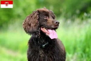 Read more about the article Field Spaniel opdrættere og hvalpe i Brandenburg