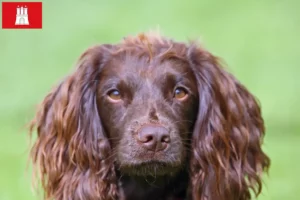 Read more about the article Field Spaniel opdrættere og hvalpe i Hamborg