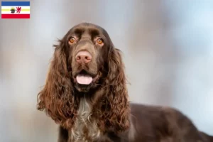 Read more about the article Field Spaniel-opdrættere og hvalpe i Mecklenburg-Vorpommern