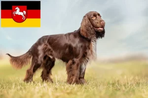 Read more about the article Field Spaniel-opdrættere og hvalpe i Niedersachsen