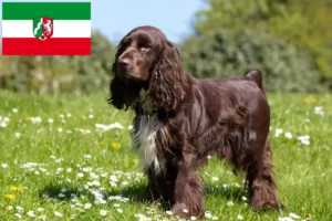 Read more about the article Field Spaniel opdrættere og hvalpe i Nordrhein-Westfalen