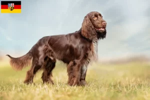 Read more about the article Field Spaniel opdrættere og hvalpe i Saarland